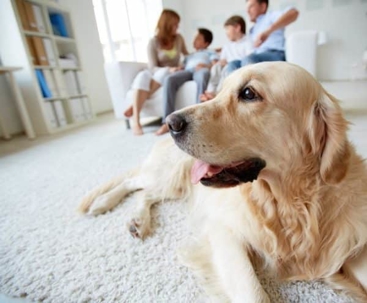 Golden Retriever with family in the background