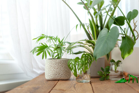 Indoor plants